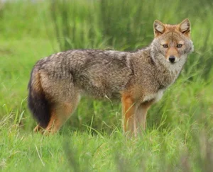 Unveiling the Mysteries of Vietnam’s Wild Jackals and Canines - image 5