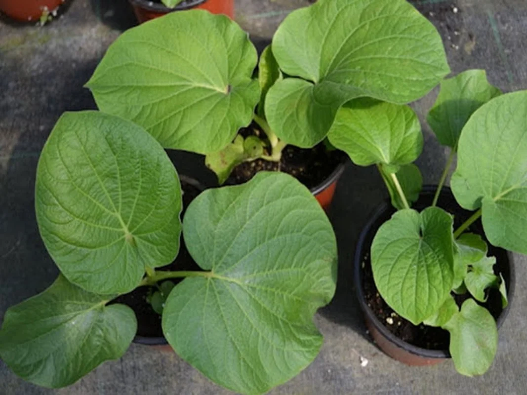 From Forest Forage to City Delicacy: The Rise of Wild Jungle Greens