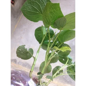 From Forest Forage to City Delicacy: The Rise of Wild Jungle Greens - image 5
