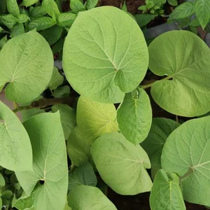 From Forest Forage to City Delicacy: The Rise of Wild Jungle Greens - image 2