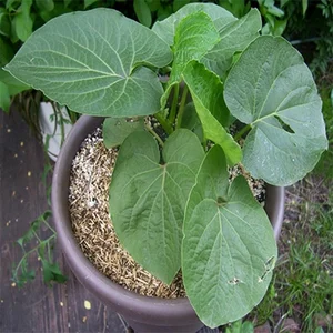 From Forest Forage to City Delicacy: The Rise of Wild Jungle Greens - image 3