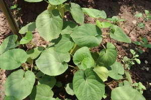 From Forest Forage to City Delicacy: The Rise of Wild Jungle Greens - image 4