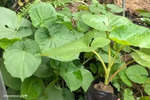 From Forest Forage to City Delicacy: The Rise of Wild Jungle Greens - image 7