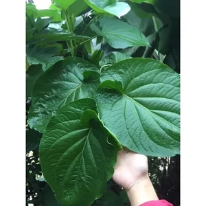From Forest Forage to City Delicacy: The Rise of Wild Jungle Greens - image 6