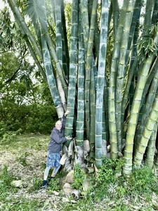 Discover the Majestic Dragon Bamboo: The Giant Botanical Wonder of Vietnam - image 0