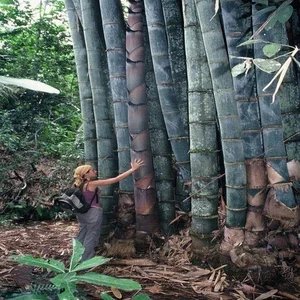Discover the Majestic Dragon Bamboo: The Giant Botanical Wonder of Vietnam - image 7