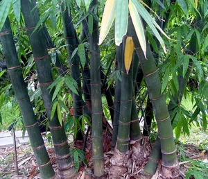 Discover the Majestic Dragon Bamboo: The Giant Botanical Wonder of Vietnam - image 3