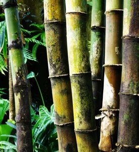 Discover the Majestic Dragon Bamboo: The Giant Botanical Wonder of Vietnam - image 2
