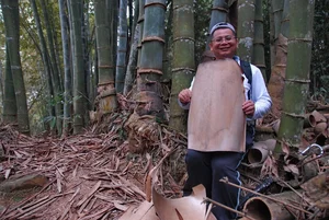 Discover the Majestic Dragon Bamboo: The Giant Botanical Wonder of Vietnam - image 1
