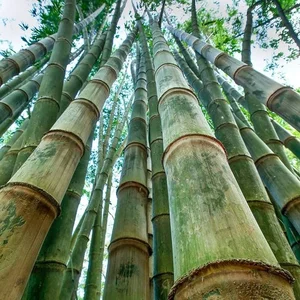 Discover the Majestic Dragon Bamboo: The Giant Botanical Wonder of Vietnam - image 5