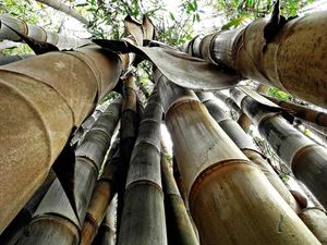 Discover the Majestic Dragon Bamboo: The Giant Botanical Wonder of Vietnam - image 6