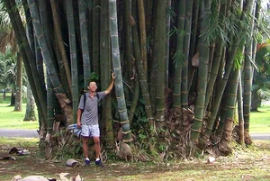 Discover the Majestic Dragon Bamboo: The Giant Botanical Wonder of Vietnam - image 4