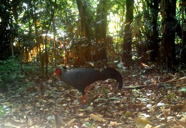 Rare Wildlife Spotted: Camera Traps Reveal Treasures in Ke Go Nature Reserve