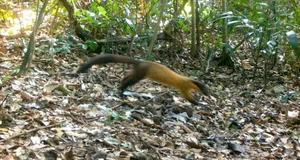 Rare Wildlife Spotted: Camera Traps Reveal Treasures in Ke Go Nature Reserve - image 7