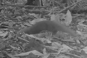 Rare Wildlife Spotted: Camera Traps Reveal Treasures in Ke Go Nature Reserve - image 6