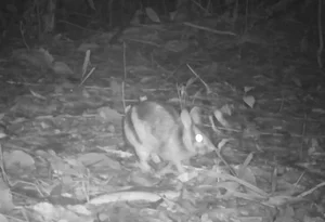 Rare Wildlife Spotted: Camera Traps Reveal Treasures in Ke Go Nature Reserve - image 8