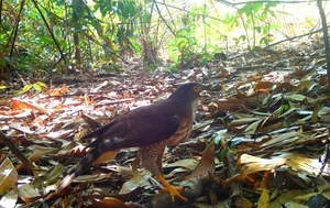 Rare Wildlife Spotted: Camera Traps Reveal Treasures in Ke Go Nature Reserve - image 3