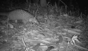 Rare Wildlife Spotted: Camera Traps Reveal Treasures in Ke Go Nature Reserve - image 5