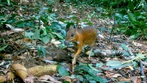 Rare Wildlife Spotted: Camera Traps Reveal Treasures in Ke Go Nature Reserve - image 1