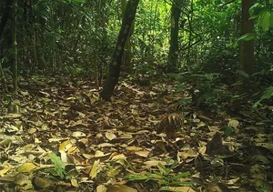 Rare Wildlife Spotted: Camera Traps Reveal Treasures in Ke Go Nature Reserve - image 9