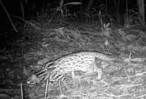Rare Wildlife Spotted: Camera Traps Reveal Treasures in Ke Go Nature Reserve - image 2