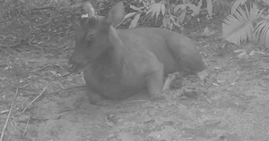 Rare Wildlife Spotted: Camera Traps Reveal Treasures in Ke Go Nature Reserve - image 4