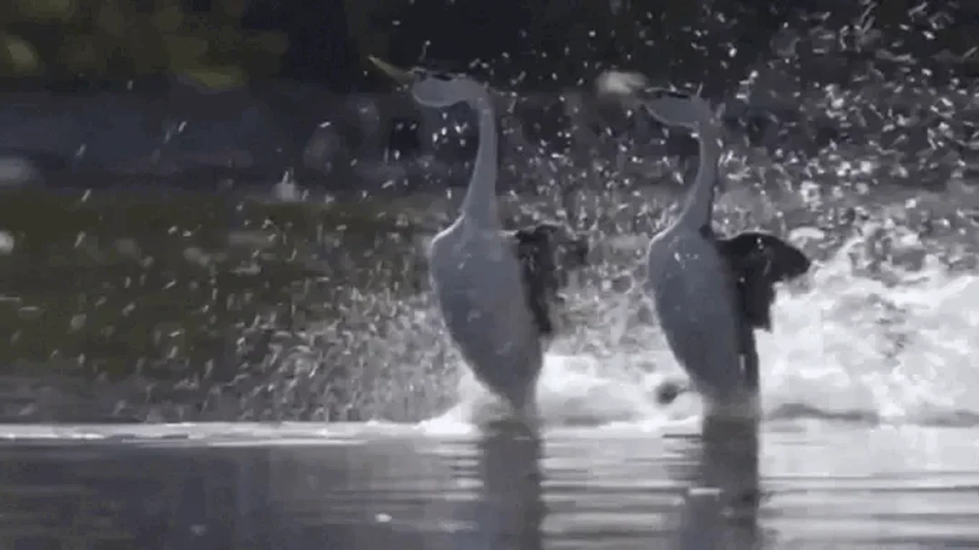Discover the Western Grebe: The Incredible Bird That Can Run on Water