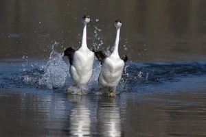 Discover the Western Grebe: The Incredible Bird That Can Run on Water - image 2