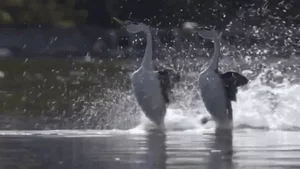 Discover the Western Grebe: The Incredible Bird That Can Run on Water - image 0