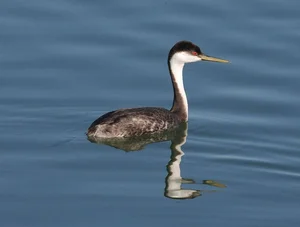 Discover the Western Grebe: The Incredible Bird That Can Run on Water - image 4