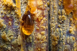 Unrivaled Gemstone Discovered in Antarctica: A Rare Geological Miracle - image 0