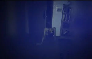 The Science of Sleep Hallucinations: Explaining the Strange Visions We See at Night - image 3