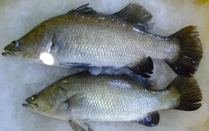 The Affordable Superfood Fish Outperforming Salmon That Is Taking Online Markets by Storm - image 4