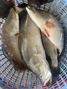 The Affordable Superfood Fish Outperforming Salmon That Is Taking Online Markets by Storm - image 1