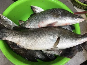 The Affordable Superfood Fish Outperforming Salmon That Is Taking Online Markets by Storm - image 0