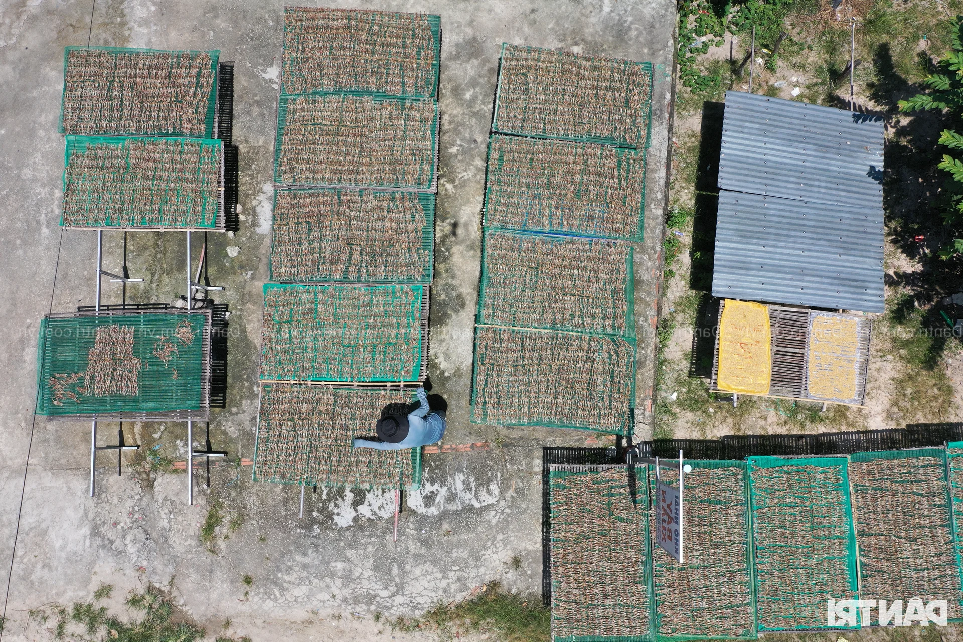 The High-Income Dilemma: Why Workers Abandon the Dried Frog Trade