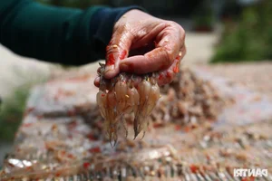 The High-Income Dilemma: Why Workers Abandon the Dried Frog Trade - image 3