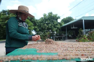 The High-Income Dilemma: Why Workers Abandon the Dried Frog Trade - image 5