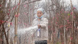 Nhat Tan Peach Blossoms Bloom in Hanoi: High Prices Can't Deter Tet Shoppers - image 6
