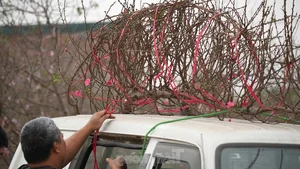 Nhat Tan Peach Blossoms Bloom in Hanoi: High Prices Can't Deter Tet Shoppers - image 0