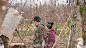 Nhat Tan Peach Blossoms Bloom in Hanoi: High Prices Can't Deter Tet Shoppers - image 2