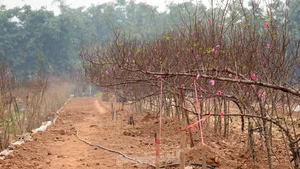 Nhat Tan Peach Blossoms Bloom in Hanoi: High Prices Can't Deter Tet Shoppers - image 9