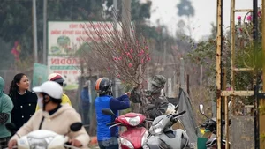 Nhat Tan Peach Blossoms Bloom in Hanoi: High Prices Can't Deter Tet Shoppers - image 5