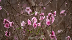 Nhat Tan Peach Blossoms Bloom in Hanoi: High Prices Can't Deter Tet Shoppers - image 4