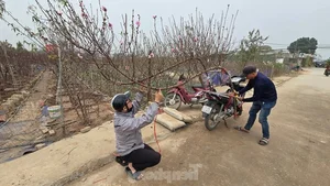 Nhat Tan Peach Blossoms Bloom in Hanoi: High Prices Can't Deter Tet Shoppers - image 7