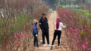 Nhat Tan Peach Blossoms Bloom in Hanoi: High Prices Can't Deter Tet Shoppers - image 1