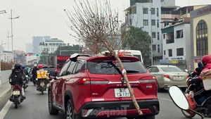 Nhat Tan Peach Blossoms Bloom in Hanoi: High Prices Can't Deter Tet Shoppers - image 8