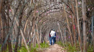 Nhat Tan Peach Blossoms Bloom in Hanoi: High Prices Can't Deter Tet Shoppers - image 3