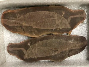 Uncovering the Most Mysterious and Bizarre Fossilized Creatures Ever Found - image 4