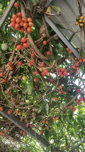 From Wild Fruit to Summer Delicacy: The Rise of the 250,000 VND/kg Specialty - image 0